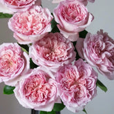 Chocolate Romantic Rose
